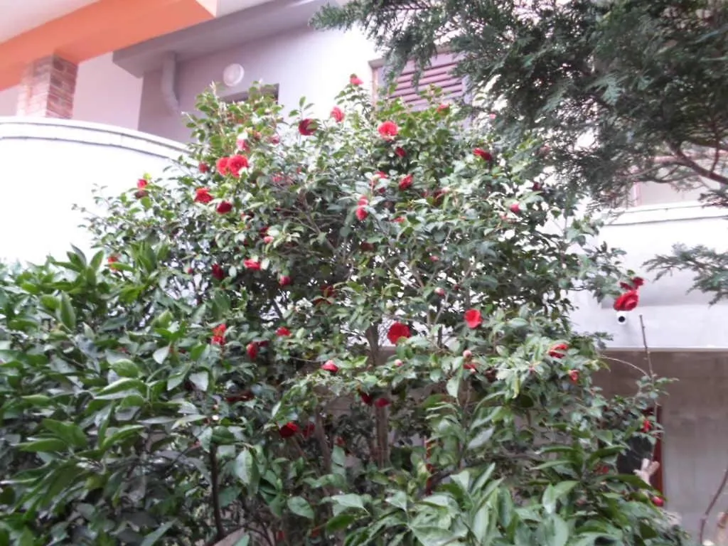 Apartment In Banjole With Terrace, Air Conditioning, Wifi, Washing Machine 3360-1